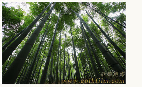 仿制芝加哥艺术学院文凭毕业证